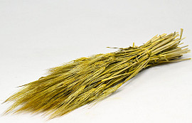 Barley Yellow  70cm