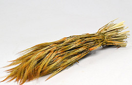 Barley Orange 70cm