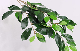Tige de Ficus 65cm