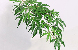 Japanese Maple 70Cm