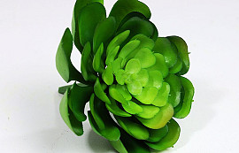 Succulent Aeonium 7cm