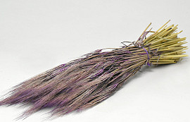 Barley Purple 70cm