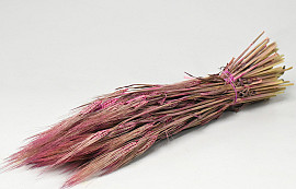 Barley Pink 70cm