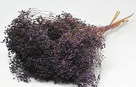 Broom Bloom Violett 50cm