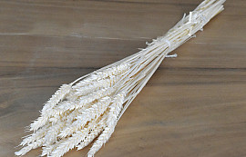 Triticum Gebleicht (Weizen) 70cm