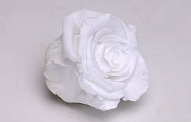 Roses préservé 5cm Blanc