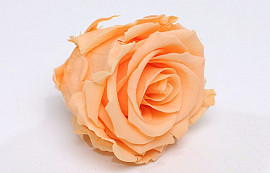 Rose Heads 5cm Peach