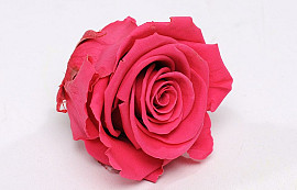 Rose Heads 5cm Dark Pink