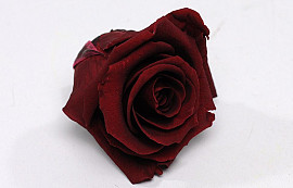 Rose Heads 5cm Burgundy