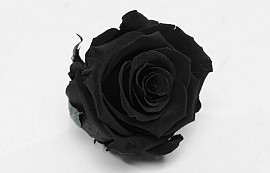 Roses préservé 5cm Noir