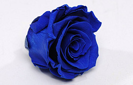 Roses préservé 5cm Bleu Royal