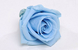 Rose Heads 5cm Sky Blue