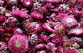 Helichrysum Heads Dark Pink PKG
