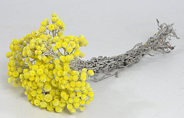 Helichrysum Immortelle Geel 30cm