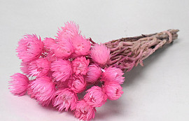 Helichrysum Vestitum Rose 