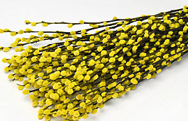 Dried Pussy Willow 70cm Yellow 50pcs