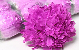 Chrysanthemum Hard Pink D15cm