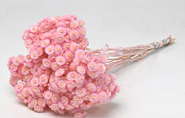 Helichrysum Immortelle 30cm Rosa