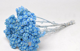 Helichrysum Immortelle 30cm Pastel Blue
