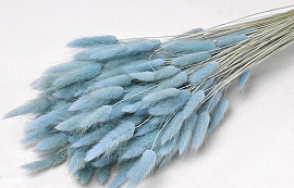 Lagurus Pastel Blauw 65cm