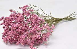 Limonium Pink 60cm 