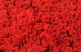 Lichen stabilisé Rouge par kg
