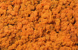 Lichen stabilisé Orange par kg
