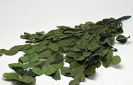 Beech Leaves Green 80cm