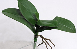 Phalaenopsis Leaves and Roots W22cm