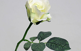 Rose Blanc 30cm