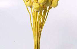 Papaver Bright Yellow