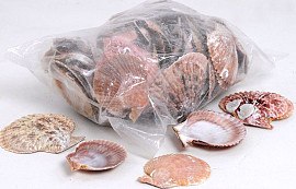 Shells Pectin Nobilis 1kg