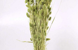 Bouquet Phalaris Vert Clair 70cm