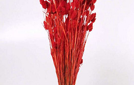 Phalaris Bright Red 70cm