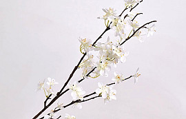 Apple Blossom White 84cm