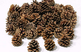 Kiefernzapfen (Pinus Nigra) per kg.