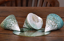 Shells Tompeng Green 5-7cm