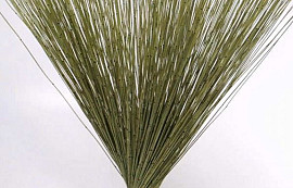 Bouquet Reed Cane Vert 75cm