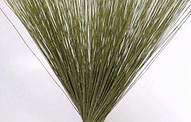 Reed Cane Green 75cm