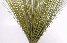 Reed Cane Frühlingsgrün 75cm
