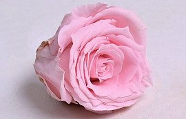 Rose Heads 5cm Pastel Pink