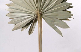 Sun Spear 40-50cm