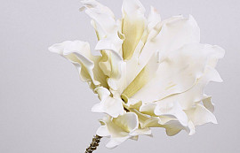 Foam Dracena White, D 24cm