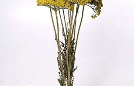 Achillea Parker FrühlingsGrün 70cm