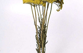 Bouquet Achillea Parker Vert Clair 70cm
