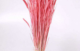 Tarwe Helder Roze 70cm
