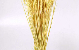 Bouquet Triticum Jaune Clair (blé) 70cm