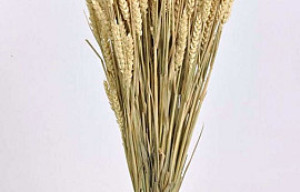 Wheat Sun-Bleached 70cm