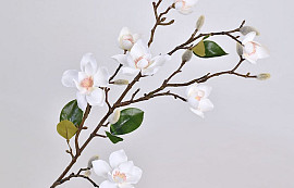 Magnoliatak 90cm Wit