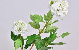Viburnum White 40cm